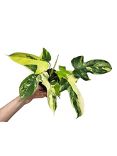 Philodendron Florida Beauty